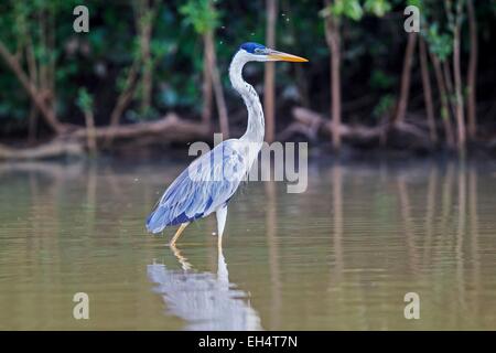 Brasilien, Mato Grosso, Pantanal-Region, Cocoi Heron (Ardea Cocoi) Stockfoto