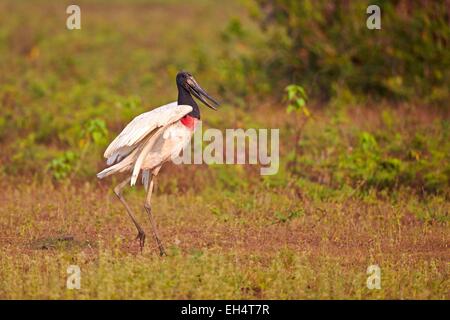 Brasilien, Mato Grosso, Pantanal-Region, Jabiru (Jabiru Mycteria) Stockfoto