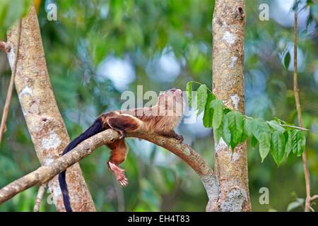 Mato Grosso, Brasilien Pantanal-Region, schwarz-angebundene Marmoset (Mico Melanurus) Stockfoto