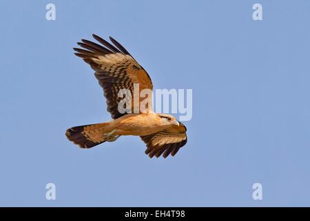 Mato Grosso, Brasilien Pantanal-Region, gelb-headed Caracara (Milvago Chimachima), im Flug Stockfoto