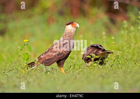 Brasilien, Mato Grosso, Pantanal-Region, Crested Karakara (Caracara Plancus), Erwachsene Stockfoto