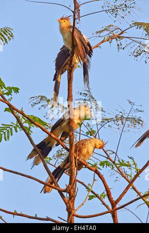 Brasilien, Mato Grosso, Pantanal-Region, Guira Kuckuck (Guira Guira), Erwachsene, Gruppe thront auf einem Baum Stockfoto