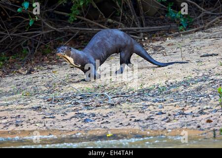 Mato Grosso, Brasilien Pantanal-Region, Riesenotter (Pteronura Brasiliensis), auf der Seite des Flusses Stockfoto