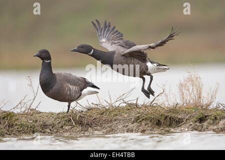 Frankreich, Vendee, Bouin, Ringelgans (Branta Bernicla) Stockfoto