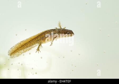 Frankreich, Vendee, La Barre de Monts, handförmig Molch-Larve (Lissotriton Helveticus) Stockfoto