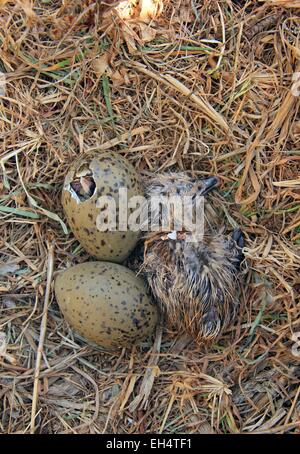 Frankreich, Bouches du Rhone, Marseille, Küken und Eiern Beinen Gull (Larus Michahellis) Stockfoto