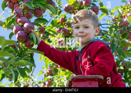 Kanada, Provinz Quebec, Bereich Laurentians, der untere Laurentians Apfelsaison, Kommissionierung Obst an die Vergers Lafrance Stockfoto