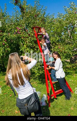 Kanada, Provinz Quebec, Bereich Laurentians, der untere Laurentians Apfelsaison, Kommissionierung Obst an die Vergers Lafrance, Fotoshooting Stockfoto
