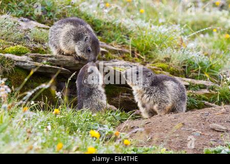 Frankreich, Savoyen, Parc National De La Vanoise (Nationalpark Vanoise) vor ihrer Höhle marmottons Stockfoto