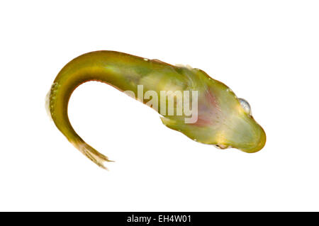 Unter der Leitung von kleinen Clingfish - Apletodon dentatus Stockfoto