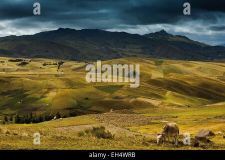 Ecuador, Cotopaxi, Tigua, bergige Landschaft der Anden unter Gewitterhimmel mit einem Esel im Vordergrund in einem Feld Stockfoto