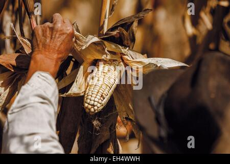 Ecuador, Imbabura, Chilcapamba, ecuadorianischen Landwirt in seinem Maisfeld bei der Ernte Stockfoto