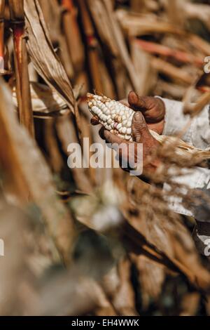 Ecuador, Imbabura, Chilcapamba, ecuadorianischen Landwirt in seinem Maisfeld bei der Ernte Stockfoto