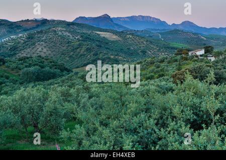 Spanien, Andalusien, Cadix, Olvera, mediterrane Landschaft mit Olivenhainen in hügelige Berglandschaft bei Sonnenaufgang Stockfoto