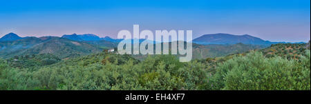 Spanien, Andalusien, Cadix, Olvera, mediterrane Landschaft mit Olivenhainen in hügelige Berglandschaft bei Sonnenaufgang Stockfoto