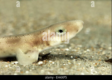 Lesser Spotted Seekatze - Scyliorhinus canicula Stockfoto