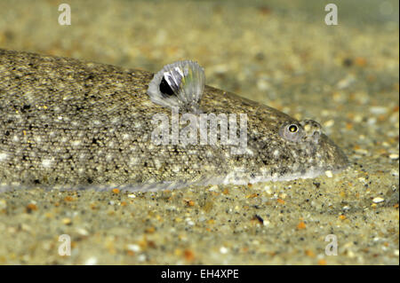 Sand-Sohle - Pegusa lascaris Stockfoto