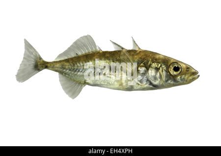 Gasterosteus Aculeatus Dreistachliger kommen Stichling- Stockfoto