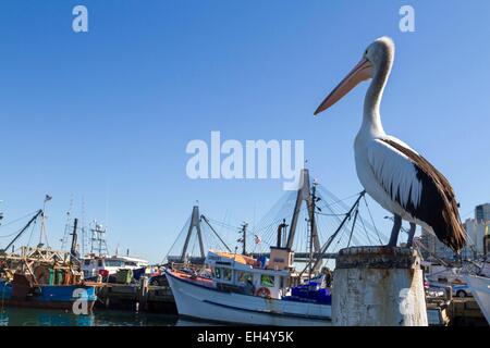 Australien, New South Wales, Sydney, Sydney Fish Market, australischer Pelikan (Pelecanus Conspicillatus) Stockfoto