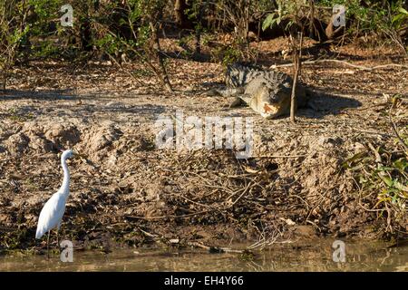 Australien, Northern Territory, Kakadu-Nationalpark, Weltkulturerbe der UNESCO, gelbe Wasser Billabong Mittel Silberreiher (Egretta Intermedia) und Salzwasser Krokodil (Crocodylus Porosus) Stockfoto