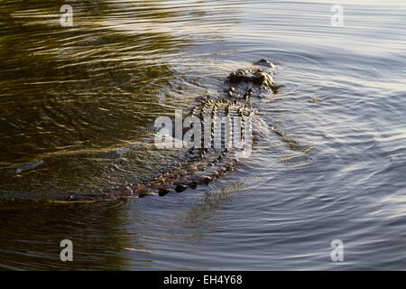 Australien, Northern Territory, Kakadu Nationalpark, Weltkulturerbe von UNESCO, gelbe Wasser Billabong, Salzwasser-Krokodil (Crocodylus Porosus) Stockfoto