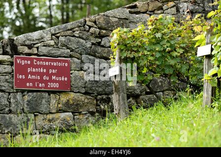 Frankreich, Doubs, Lods, gekennzeichnet Les Plus Beaux Dörfer de France (die schönsten Dörfer Frankreichs), Konservatorium Rebe Stockfoto