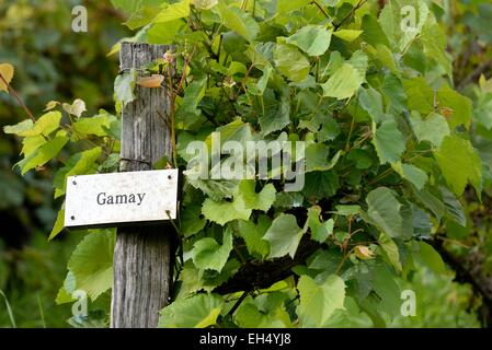 Frankreich, Doubs, Lods, gekennzeichnet Les Plus Beaux Dörfer de France (die schönsten Dörfer Frankreichs), Konservatorium Rebe, Wein Rebsorte Gamay Stockfoto