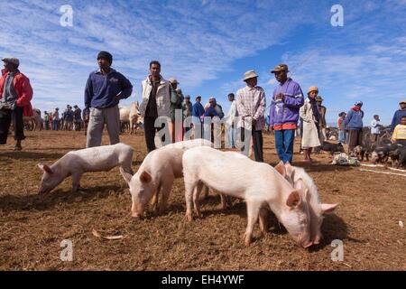 Madagaskar, Vakinankaratra Region, Antsirabe, Schweine in Zebus Markt Stockfoto