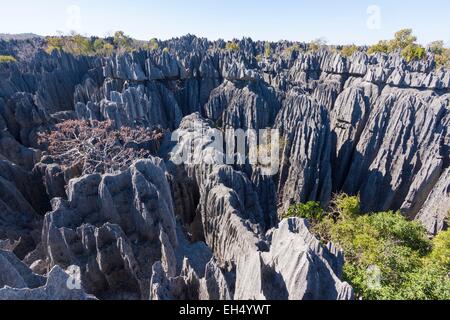 Madagaskar, Melaky Region, Nationalpark Tsingy de Bemaraha, strenge Naturschutzgebiet Tsingy de Bemaraha, Weltkulturerbe der UNESCO Stockfoto