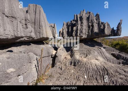 Madagaskar, Melaky Region, Nationalpark Tsingy de Bemaraha, strenge Naturschutzgebiet Tsingy de Bemaraha, Weltkulturerbe der UNESCO Stockfoto