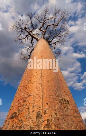 Madagaskar, Menabe Region, Morondava, Allee der Baobabs, Grandidiers Baobabs (Affenbrotbäume Grandidieri) Stockfoto