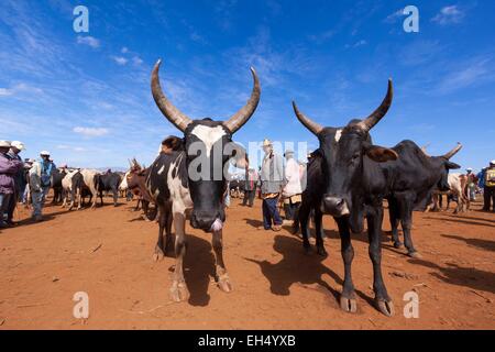 Madagaskar, Vakinankaratra Region, Antsirabe, Zebus Markt Stockfoto