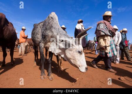 Madagaskar, Vakinankaratra Region, Antsirabe, Zebus Markt Stockfoto