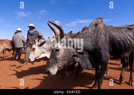 Madagaskar, Vakinankaratra Region, Antsirabe, Zebus Markt Stockfoto