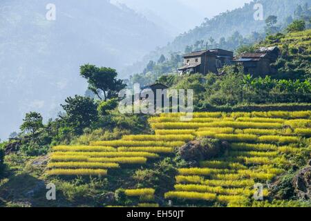 Nepal, Gandaki Zone, Manaslu Circuit, zwischen Lapubesi und Tatopani Stockfoto