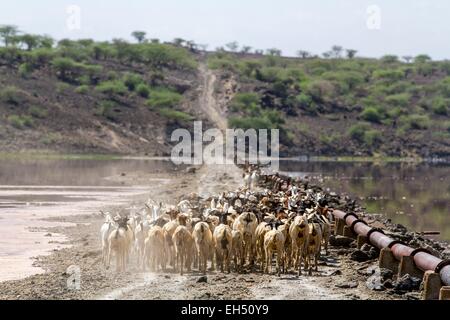 Kenia, Lake Magadi, Masai Rinder Stockfoto