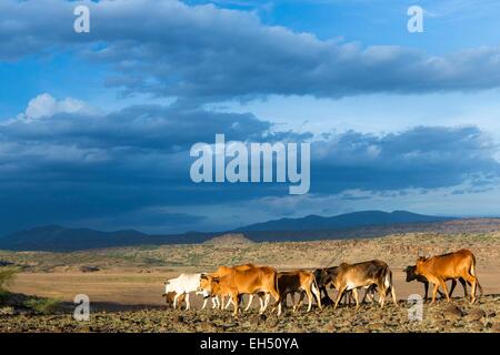 Kenia, Lake Magadi, Masai Rinder um kleine Magadi Stockfoto