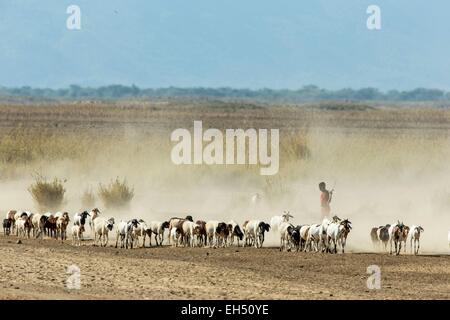 Kenia, Lake Magadi, Masai Rinder und eine junge Masai Stockfoto