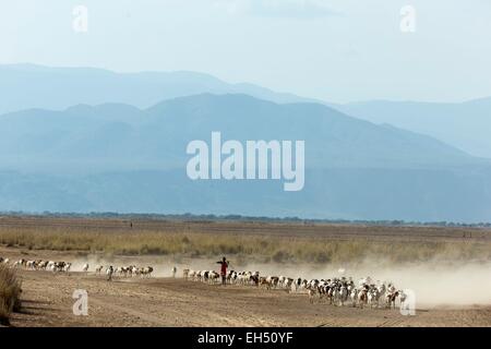 Kenia, Lake Magadi, Masai Rinder und eine junge Masai Stockfoto