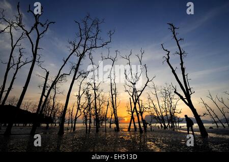 Bako Nationalpark, Silhouette einer Frau Wandern zwischen Bäumen und Mangroven bei Sonnenuntergang am Strand von Telok Assam, Sarawak, Borneo, Malaysia Stockfoto