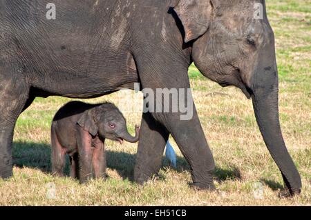 Sri Lanka, Minneriya Nationalpark, 3 - Tage alten Elefant Kalb Stockfoto