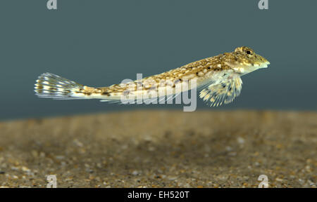 Dragonet - Callionymus lyra Stockfoto