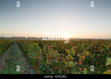 Frankreich, Gironde, Saint Aubin de Blaye, Weinberg und Landschaft rund um das Dorf Stockfoto