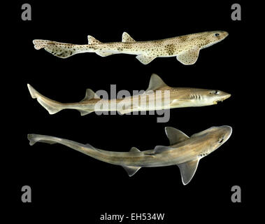 Lesser Spotted Seekatze - Scyliorhinus Canicula (oben) Starry glatt Hound - Mustelus Asterias (Mitte) Smooth Hound - (unten) Stockfoto