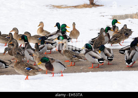 Stockente Enten im Winterquartier. Anas platyrhynchos Stockfoto