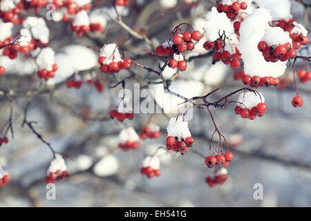 rote Beeren unter Schnee, Schnee, Hintergrund, Eberesche, Weißdorn Stockfoto