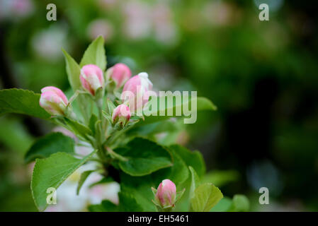 Apfelblüten im Frühling an einem heißen Tag Stockfoto