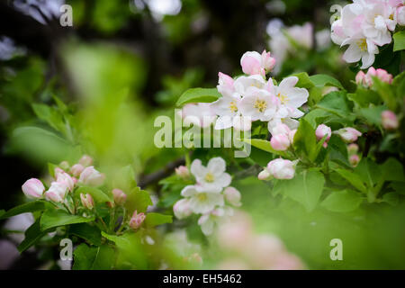 Apfelblüten im Frühling an einem heißen Tag Stockfoto
