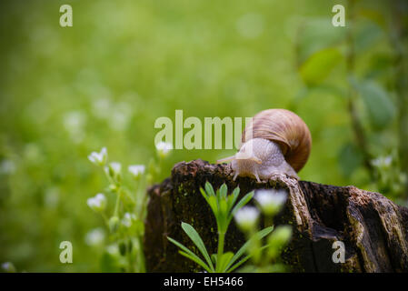 Schnecke sitzt auf einem Baumstamm in einem Frühlingstag Stockfoto