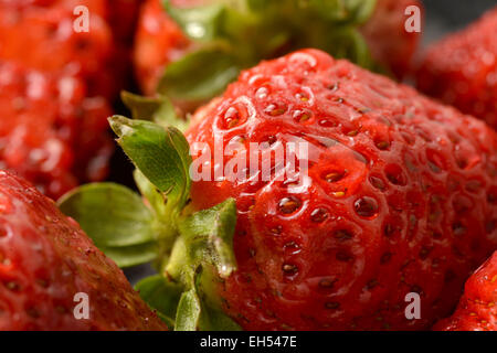 Einzelne wohlgeformte Erdbeere mit Blätter in Gruppe von Erdbeeren. Stockfoto